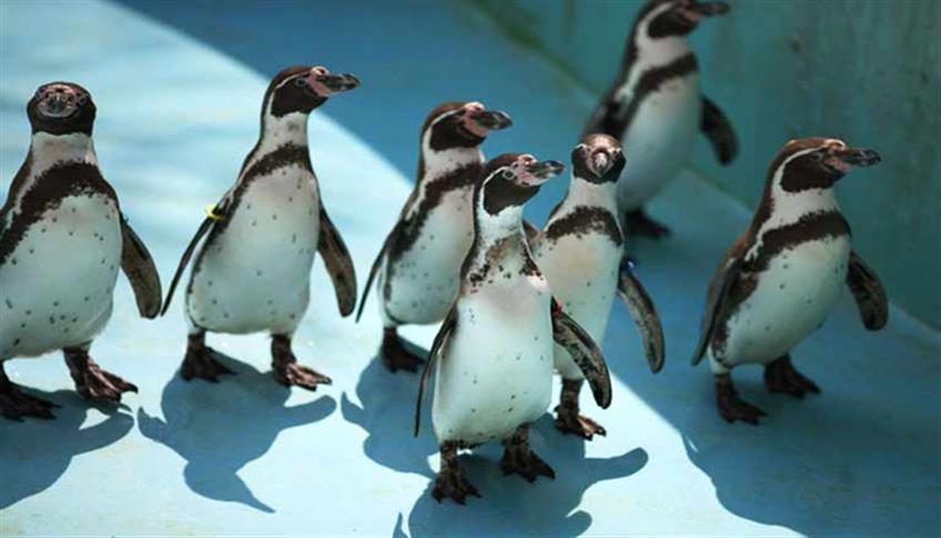 Elegantissimi, vestiti in frac, ecco a voi i pinguini! Elegantissimi, vestiti in frac, ecco a voi i pinguini!